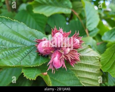 Violette Haselnussfrucht auf dem Grund grüner Blätter Stockfoto