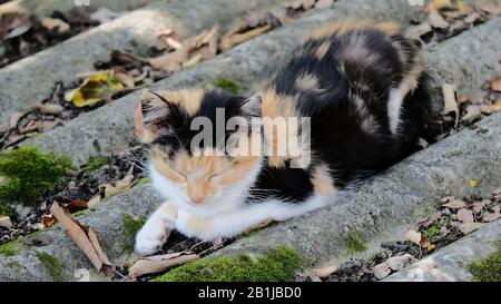 Orange-weiße schwarze Katze, die auf das Dach eilt Stockfoto