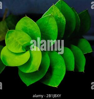 Junger Spross aus dem Geldbaum Zamioculcas Stockfoto