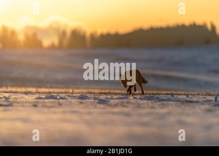 Rotfuchs (Vulpes vulpes) auf schneebedeckter Wiese. Im Hintergrund steht ein Sonnenaufgang über dem Wald. Weiches goldenes Licht. Stockfoto