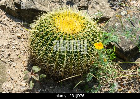 Der Kaktus Echinocactus grusonii, im Volksmund "der goldene Fasskaktus" genannt, ist endemisch im Ostmittelmexiko. Stockfoto