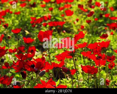 Rote Blumen und helles grünes Gras am sonnigen Tag. Stockfoto