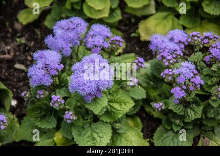 Leber Balsam mit blauen Blumen Stockfoto