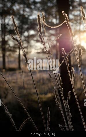 Frostige Sonnenaufgang Am Wintermorgen Stockfoto