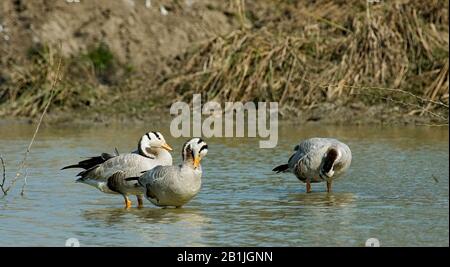 Bar-Kopf-Gans (Anser indicus), Gruppe im Wasser, Indien, Bharatpur Stockfoto