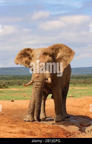 Afrikanischer Elefant (Loxodonta africana), Schladbad, Südafrika, Lowveld, Krueger-Nationalpark Stockfoto