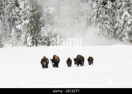 Amerikanischer Bison, Büffel (Bison Bison), kleine Herde in verschneiten Landschaften, USA, Wyoming, Yellowstone National Park Stockfoto