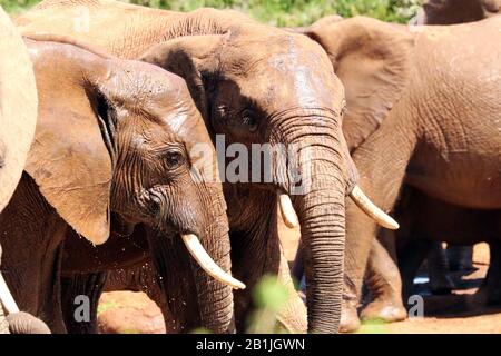 Afrikanischer Elefant (Loxodonta africana), Schladbad, Südafrika, Lowveld, Krueger-Nationalpark Stockfoto