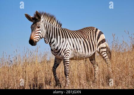 Hartmanns Mountain Zebra, Mountain Zebra (Equus zebra hartmannae), Zebrafoal in der Savanne, Seitenansicht, Südafrika, Lowveld, Krueger-Nationalpark Stockfoto