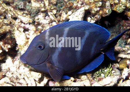 Blaues Flusspferd, Regal Tang, blauer Chirurg, Pallette surgeonfisch (Paracanthurus hepatus), Seitenansicht, Niederländische Antillen, Curacao Stockfoto