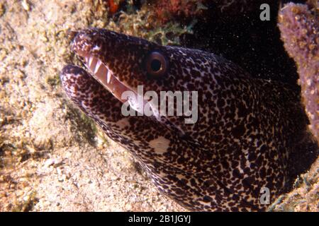 Spotted Moray (Gymnothorax moringa), Porträt, Niederländische Antillen, Curacao Stockfoto