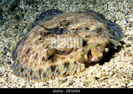 Pfauenflunder (Botus lunatus), Frontalansicht, Niederländische Antillen, Curacao Stockfoto