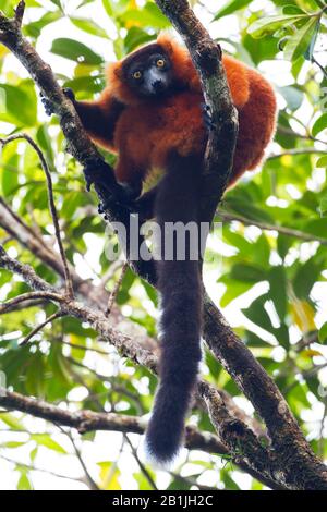 Roter, gerupfter Lemur (Varecia variegata rubra, Varecia rubra), auf einem Zweig in einem Baum, auf Madagaskar, sitzend Stockfoto