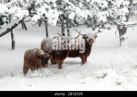 Schottisches Highland Cattle, Kyloe, Highland Cow, Heelan coo (Bos primigenius f. Taurus), unter Bäumen im Winter, Niederlande, Huisduinen Stockfoto