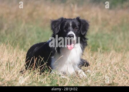 Australian Shepherd (Canis lupus f. familiaris), Auf einer Wiese liegender, männlicher Hund, zehn Monate, Deutschland Stockfoto