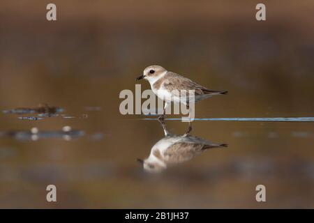 Kentish Plover (Charadrius alexandrinus), weibliche Bewaldung im Flachwasser, Seitenansicht, Spanien, Balearen, Mallorca Stockfoto