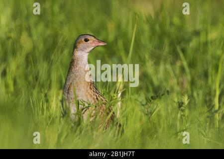 Mais crakear, Wachtelkönig (Crex crex), nach einem Versteck in Grünland, Russland Stockfoto