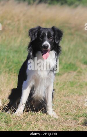 Australian Shepherd (Canis lupus f. familiaris), Miniatur-Australian Shepherd auf einer Wiese sitzend, männlicher Hund, zehn Monate, Deutschland Stockfoto