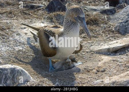 Blaufüßiger Buby (Sula nebouxii), mit Küken, Ecuador, Galapagos-Inseln, Espanola Stockfoto