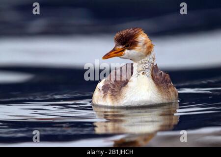 Titicaca Grebe (Rollandia microptera), Schwimmen, Südamerika, Titicacasee Stockfoto