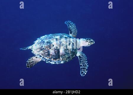 Hawksbill Turtle, Hawksbill Meeresschildkröte (Eretmochelys imbricata), Niederländische Antillen, Curacao Stockfoto