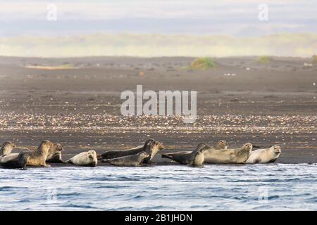 Ringdichtung (Phoca hispida, Pusa hispida), Gruppe am Strand, Island, Hvammstangi Stockfoto