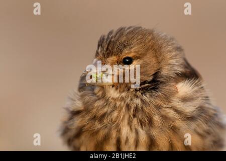 Linnet (Carduelis Cannabina, Acantis Cannabina), juvenil, Portrait, Deutschland Stockfoto