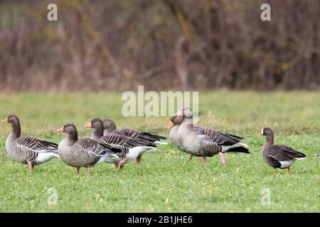 Weniger weiße Gänse (Anser erythropus), auf einer Wiese zwischen einer Truppe von Graugänsen, Deutschland Stockfoto