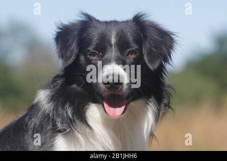 Australian Shepherd (Canis lupus f. familiaris), Miniatur-Australian Shepherd, männlicher Hund, zehn Monate, Porträt, Deutschland Stockfoto
