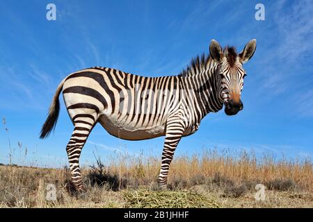 Hartmanns Mountain Zebra, Mountain Zebra (Equus Zebra hartmannae), Zebrafoal in der Savanne, Südafrika, Lowveld, Krueger National Park Stockfoto