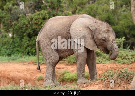 Afrikanischer Elefant (Loxodonta africana), Schladbad, Südafrika, Lowveld, Krueger-Nationalpark Stockfoto