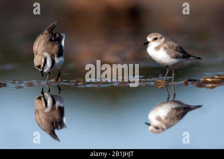 Kentish Plover (Charadrius alexandrinus), Paar, die im Flachwasser forschen, Spanien, Balearen, Mallorca Stockfoto