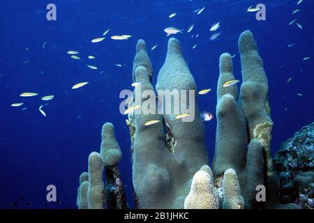 Pfeilerkoralle (Dendrogyra cylindricus), Niederländische Antillen, Curacao Stockfoto