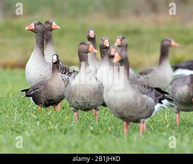 Weniger weiße Gänse (Anser erythropus), auf einer Wiese zwischen einer Truppe von Graugänsen, Deutschland Stockfoto