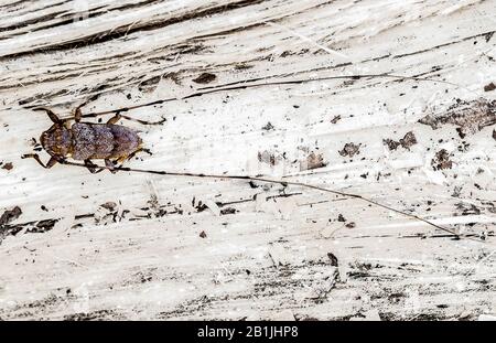 Timberman-Käfer, sibirischer Timberman, sibirischer Timberman-Käfer (Acanthocinus aedilis), sitzt auf Holz, Niederlande, Gelderland, Nationalpark Hoge Veluwe Stockfoto