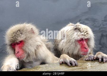 Japanische Makaque, Schneeraffe (Macaca fuscata), zwei Schneeräffen, die in einem heißen Frühling schlafen, Porträt, Japan, Nagano, Jigokudani Yaen Koen Stockfoto