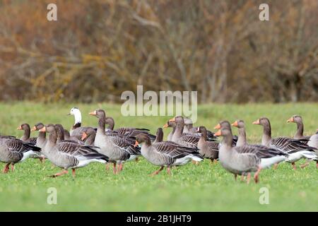 Weniger weiße Gänse (Anser erythropus), auf einer Wiese zwischen einer Truppe von Graugänsen, Deutschland Stockfoto