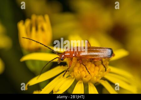 Roter Soldat-Käfer Blutsauger-Käfer-Hogweed-Beinkäfer (Rhagonycha fulva), sitzend auf einer gelben Blüte, Seitenansicht, Deutschland Stockfoto