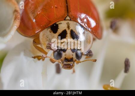 Zehnfleckige Marienkäferin (Adalia decempunctata), Porträt, Deutschland Stockfoto