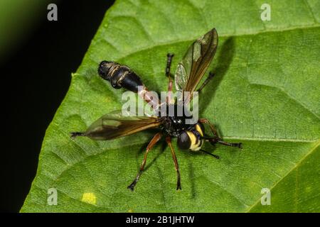 Beegrabber (Physocephala nigra), auf einem Blatt sitzend, Blick von oben, Deutschland Stockfoto