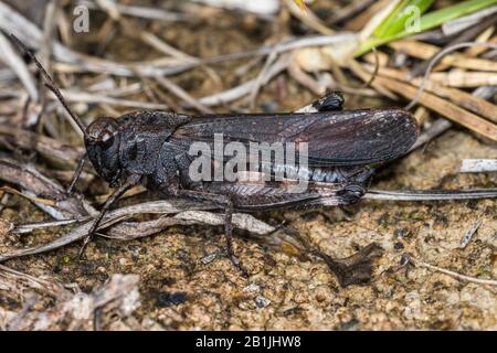 Rasselgrashüpfer (Psophus stridulus, Acridium stridulum), Männchen auf dem Boden sitzend, Seitenansicht, Deutschland Stockfoto