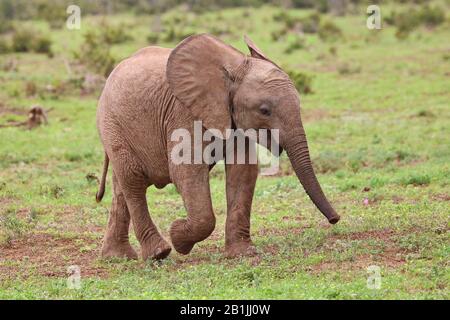 Afrikanischer Elefant (Loxodonta africana), Spaziergänge, Südafrika, Lowveld, Krueger-Nationalpark Stockfoto