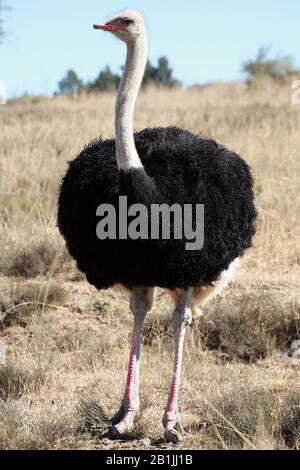 Strauß (Struthio camelus), männlich stehend in der Savanne, Südafrika, Lowveld, Krueger-Nationalpark Stockfoto