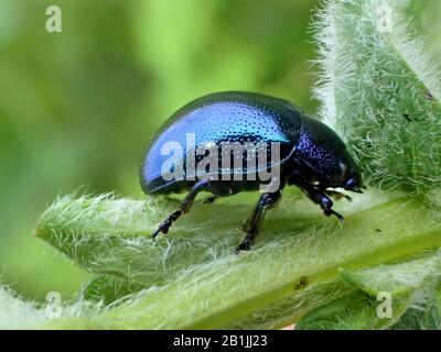 Minzblättriger Käfer (Chrysolina coerulans, Chrysomela coerulans), auf einer Verletzlichkeit sitzend, Seitenansicht, Rumänien Stockfoto