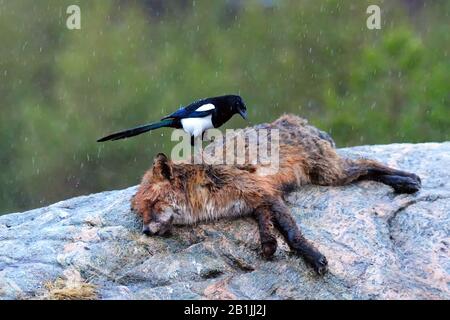 Schwarzwürgermagpie (Pica pica), auf einem toten Fuchs perchend, Seitenansicht, Norwegen Stockfoto