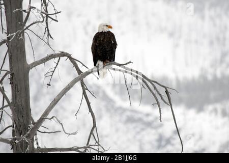 Amerikanischer Weißkopfseeadler (Haliaetus leucocephalus), der im Yellowstone National Park, USA, Wyoming, Yellowstone National Park in Baum thront Stockfoto