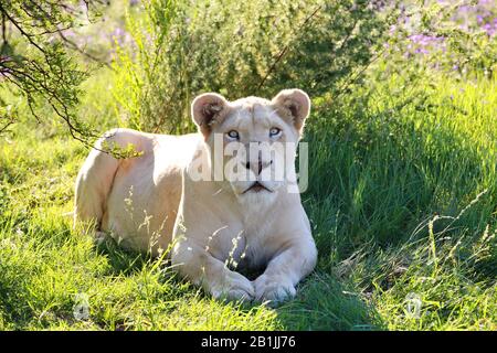 Lion (Panthera leo), weiße Löwin auf einer Wiese liegend, Vorderansicht, Südafrika, Lowveld, Krueger-Nationalpark Stockfoto