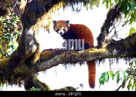 Weniger Panda, roter Panda (Ailurus fulgens), sitzt auf einem Zweig, Indien, Himalaya Stockfoto