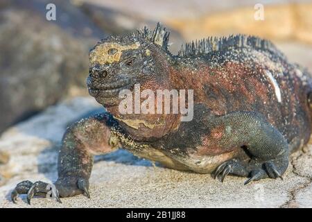 Espanola Marine Iguana (Amblyrhynchus cristatus venustissimus, Amblyrhynchus cristatus ssp. Venustissimus, Amblyrhynchus venustissimus), auf einem Felsen, halblanges Porträt, Ecuador, Galapagos-Inseln, Espanola Stockfoto