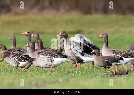 Weniger weiße Gänse (Anser erythropus), auf einer Wiese zwischen einer Truppe von Graugänsen, Deutschland Stockfoto